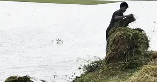 কিশোরগঞ্জে বৃষ্টির পানিতে তলিয়ে যাচ্ছে ফসল; কৃষকদের কপালে চিন্তার ভাঁজ